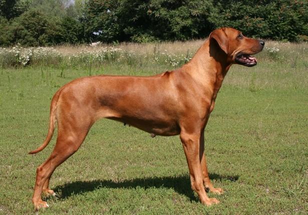 Rhodézsky ridgeback.jpg